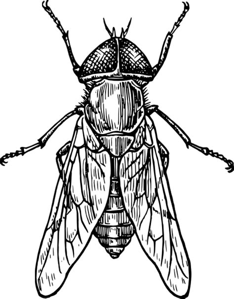 Insect Clipart Black And White Free Images 6 Clipartix