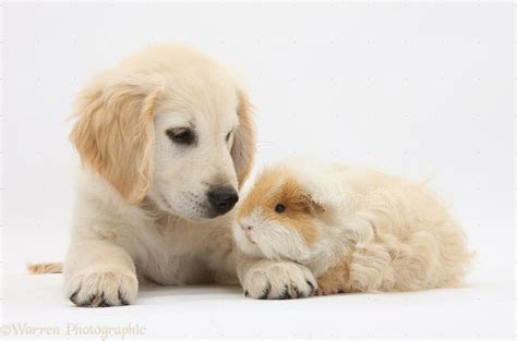 Peppa pig is a british preschool animated television series directed and produced by astley baker davies. Pets: Golden Retriever pup and Guinea pig photo WP33136