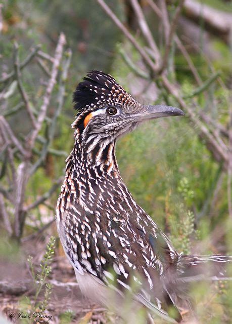 17 Best Images About The Roadrunner New Mexico State Bird On