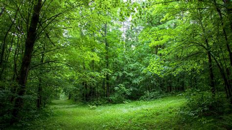 여름 숲 나무 나뭇잎 녹색 잔디 배경 화면 1920x1080 배경 화면 다운로드