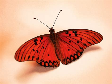 Free Red Butterfly Stock Photo