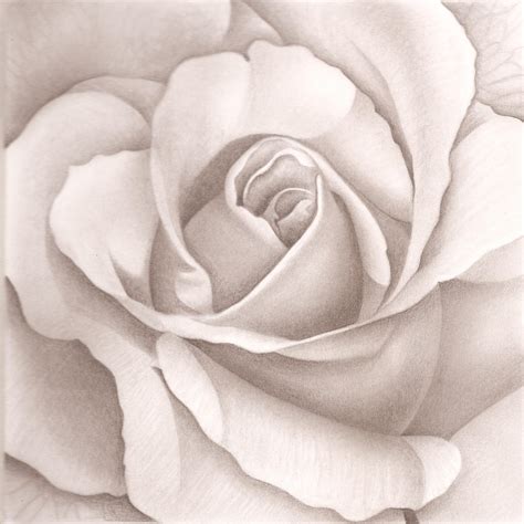 Open Rose By Rrosario On Deviantart