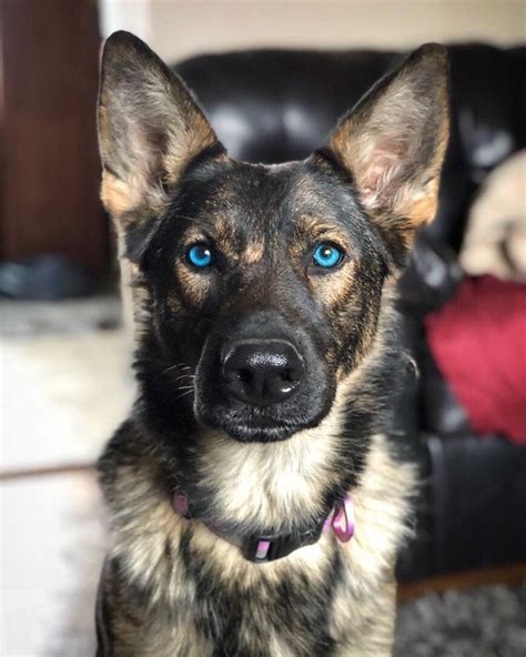 I Didnt Know German Shepherds Could Have Blue Eyes 🔹🐺🔹 🔹use