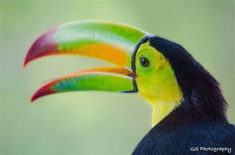 Belizes National Bird The Keel Billed Toucan