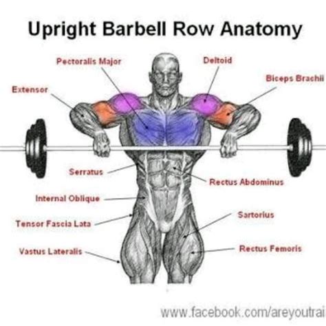 Barbell Upright Row Exercise How To Workout Trainer By Skimble