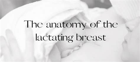 Milky Goodness Blog The Anatomy Of The Lactating Breast