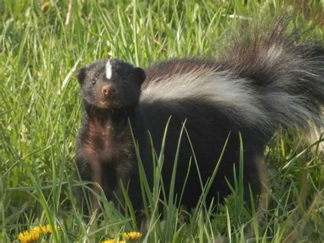 Why Is A Skunk Digging Up My Lawn Backyardcritter