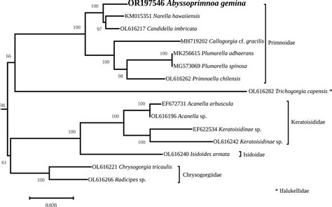 ﻿complete Mitochondrial Genome Of The Abyssal Coral Abyssoprimnoa