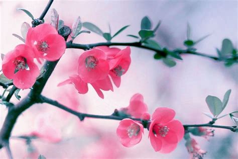 Apple Blossom Wallpaper ·① Wallpapertag