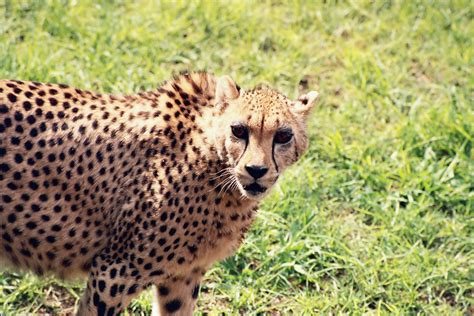 1600x900 Wallpaper Cheetah Standing On Green Grass During Daytime