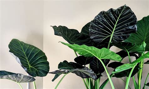 Our All Time Favorite Large Leaf Tropical Plants Plant Care Tips And