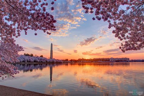 Washington Dc Sakura Sunrise Cherry Blossom Pictures Cherry Blossom