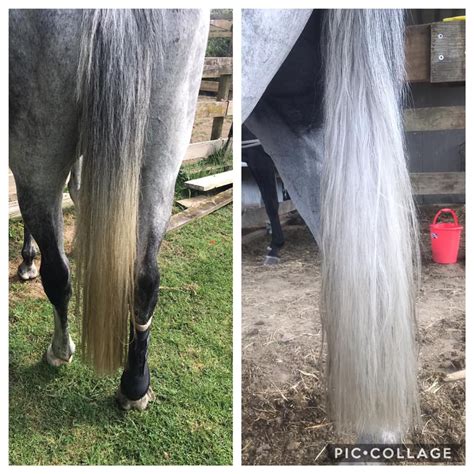 showhite shampoo toning bar polished ponies ltd