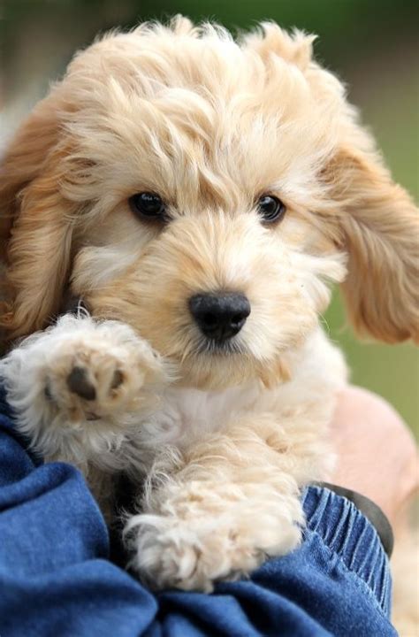 Cockapoos Puppies