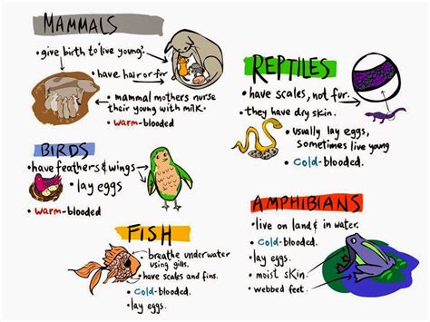 Education Made Fun Science And English Yr 2 Animals