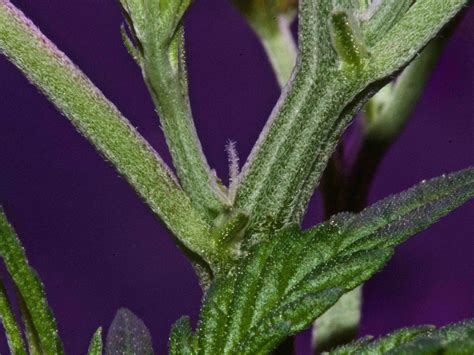 Here’s How To Determine The Sex Of Your Cannabis Plants