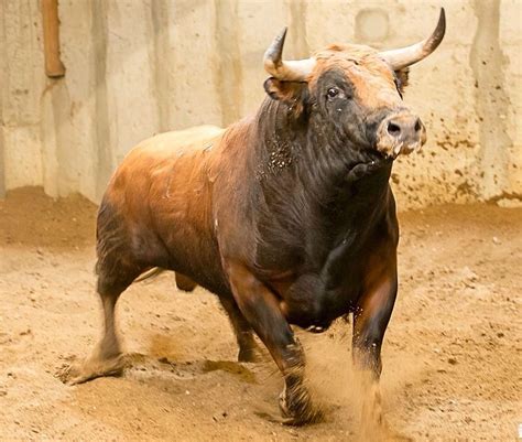 Toro Big Animals Farm Animals Animals And Pets Bucking Bulls