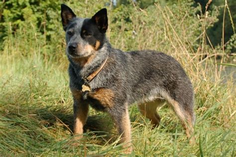 What You Need To Know About Training Blue Heeler Puppies Puppy Toob