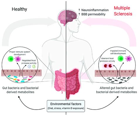 Gut Microbiome Can Modulate Host Biology Known Environmental Factors