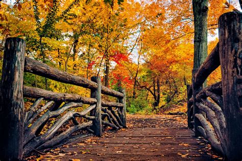 Bridge In Autumn Park