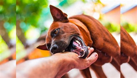 6 Clases De Mordidas De Perros En Los Humanos ¡puedes Evitarlas