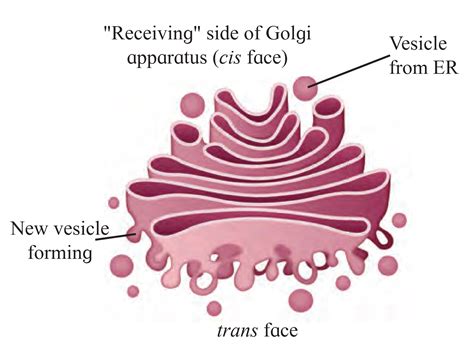 5 Cell Structure And Organization