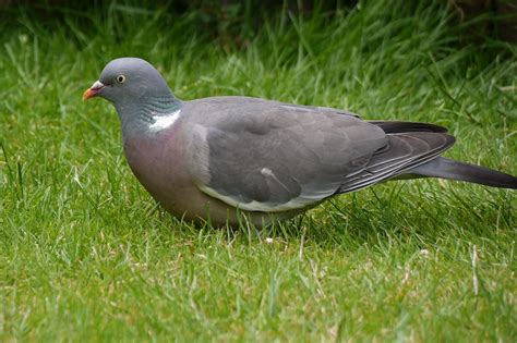 Grassparakeet Photo Blog Wood Pigeon