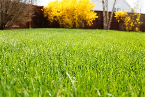 6 Tips For Growing A Lush Spring Lawn Sand And Sisal
