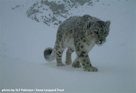 Best Snow Leopard Photos Of 2016 Snow Leopard Trust