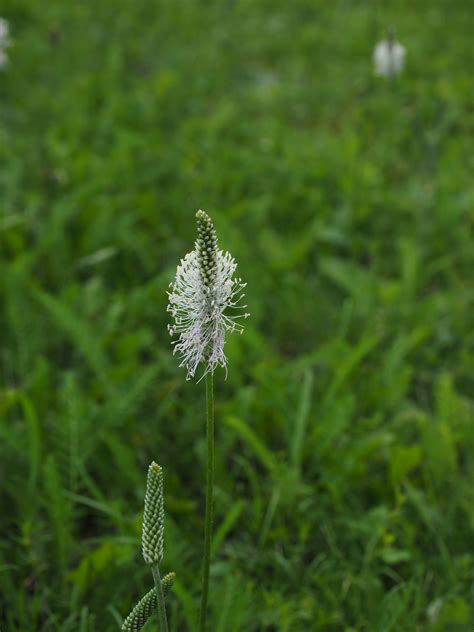 1440x2560 Wallpaper Hoary Plantain Plantain Nature Growth Peakpx