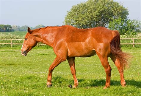 Hd Wallpaper Horse Pony Animal Chestnut Beautiful Chestnut Horse