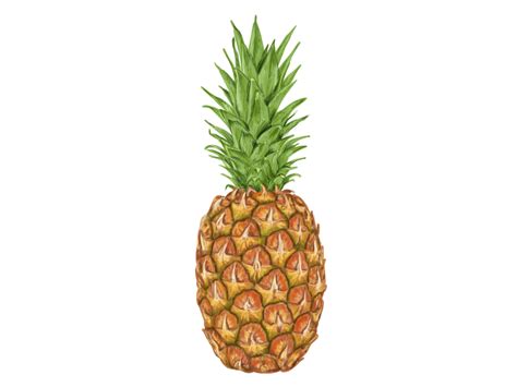 Https://tommynaija.com/coloring Page/animated Pinapple Coloring Pages