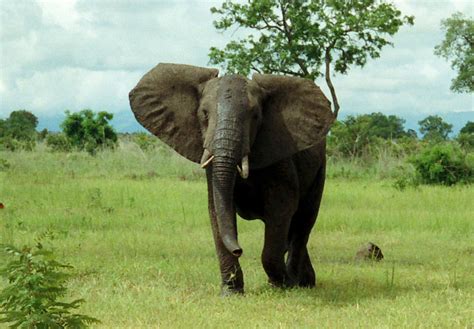 African Bush Elephant The Life Of Animals