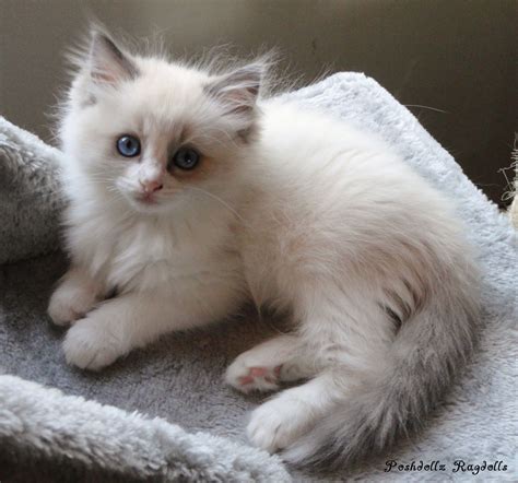 Blue Point Bicolor Ragdoll Kitten Cute Cats Pretty Cats Beautiful Cats