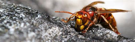 The 10 Most Dangerous Insects In The World To Look Out For