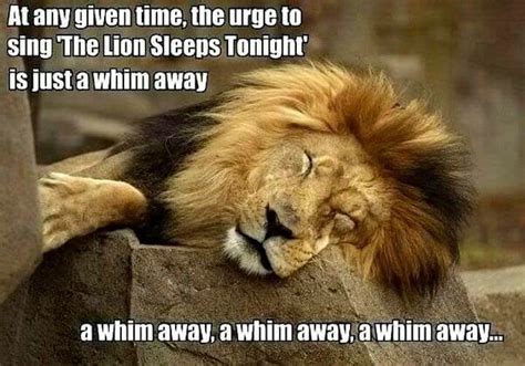 Pin By Bailey Middendorf On Phone Funny The Lion Sleeps Tonight
