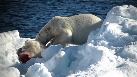 Polar Bear Eats Cub4379 Youtube