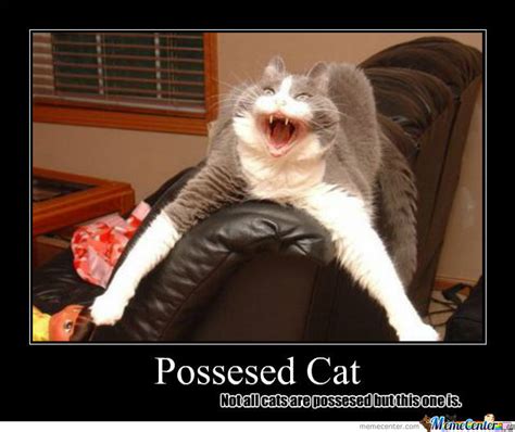 Possessed Cat By Ilovewarriorcats12 Meme Center