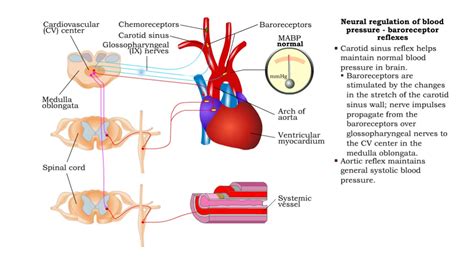 Neural Regulation Of Blood Pressure Baroreceptor And Chemoreceptor