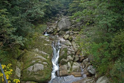 Yakushima UNESCO World Heritage Site Everything Everywhere