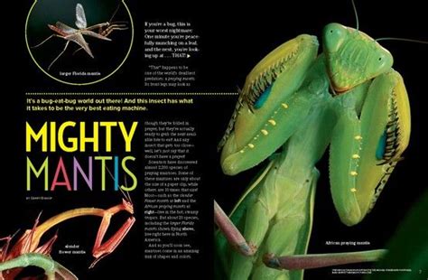 Ranger Ricks Mighty Mantis Story Is Another Visual Story Finalist No