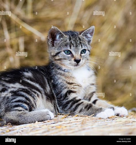 Young Tabby Cat Hi Res Stock Photography And Images Alamy
