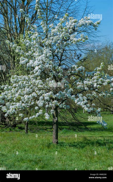 Spring White Blossom Of The Comice Pear Tree Pyrus Communis Doyenné