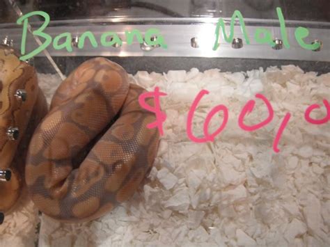 A baby ball python can cost you anywhere from $60 to $200, while a pastel or spider python can cost around how much do snakes cost to own? How much does that cost?
