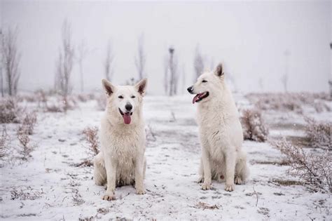 Dogs In Snowy Park Stock Photo