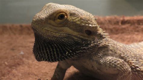 3 Best Pet Lizard Beginners Guide Your Pet Planet