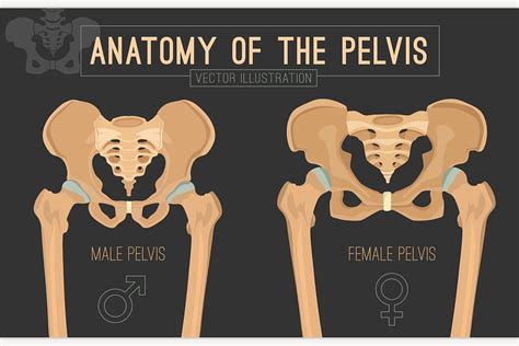 female and male skeleton differences custom designed illustrations ~ creative market