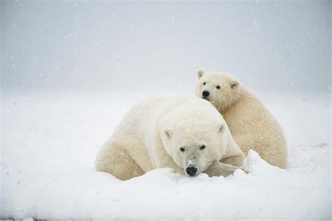 Polar Bear Ursus Maritimus Sow Photograph By Steven Kazlowski Pixels