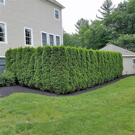 Emerald Green Arborvitae Vs Green Giant Commonly Used For Privacy