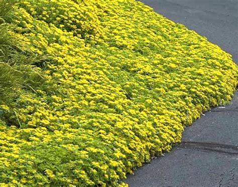 11 Of The Very Best Perennial Ground Cover My List Of Lists